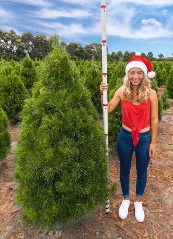 6 foot Christmas tree delivered to your home