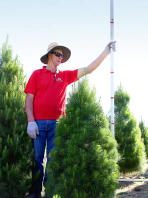 Premium 5ft Christmas Tree - Freshly cut, sustainably sourced, and ready to bring holiday magic to your home.