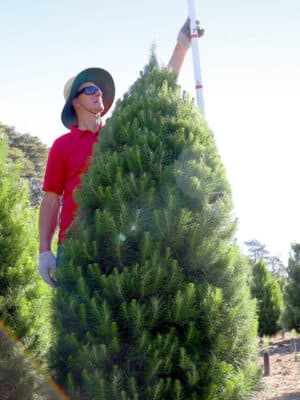 Premium 7ft Real Christmas Tree - Freshly cut, Grade A quality, delivered to your door for a magical holiday season.