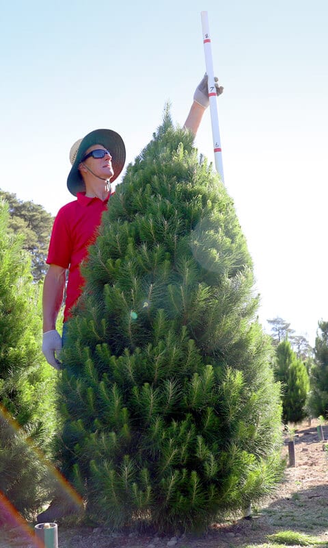 Premium 7ft Real Christmas Tree - Freshly cut, Grade A quality, delivered to your door for a magical holiday season.