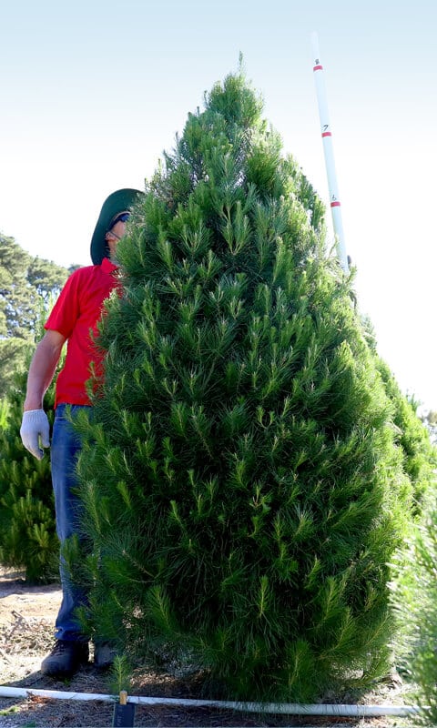 Grade A Christmas tree 8 foot (2.4M)