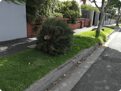 Leave your tree on the sidewalk for collection - we'll handle the rest!