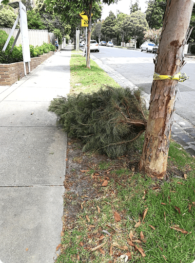 Hassle-free Christmas tree collection service - Leave your tree on the sidewalk for eco-friendly disposal