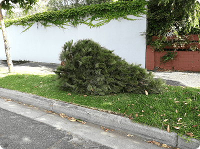 Christmas Tree Collection Service - Convenient and Sustainable Disposal